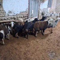 گوسفند افشار|حیوانات مزرعه|زاغه, |دیوار