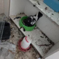 جوجه برهما|پرنده|اردکان, |دیوار