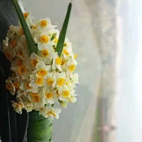 فروش گل نرگس|گل و گیاه طبیعی|گچی, |دیوار