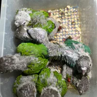 گیرینچیک سرلاکی و دونخور|پرنده|ساری, |دیوار