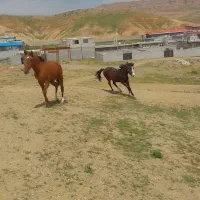 اسب|اسب و تجهیزات اسب‌سواری|تبریز, |دیوار