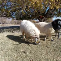 فروش کهره|حیوانات مزرعه|کرمان, |دیوار