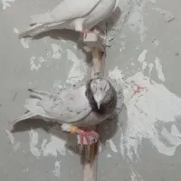 پرنده|پرنده|نیشابور, رحمت آباد|دیوار