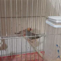 فنچ بلک بادی