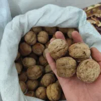 بذر گردو اسرائیلی
