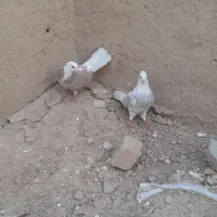 یک جفت شازده کبوتر|پرنده|بجنورد, |دیوار