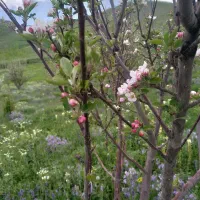 کود گوسفندی (سشمه)