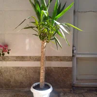 یوکا تنه دار