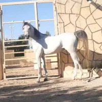 فروش نریان ۴ ساله