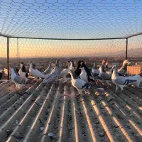 کفتر‌فروشی