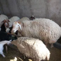 گوسفند محلی درجه یک/بره/میش/ قوچ شال/بره شیری