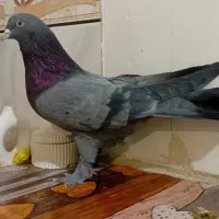 کبوتر نر اهنی فروشی|پرنده|کیار, |دیوار