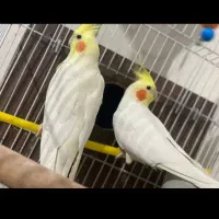 عروس زعفرانی 2 جفت نر و ماده