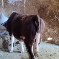 گوساله نر سیمینتال