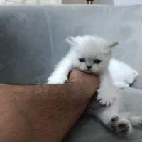 سه عدد گربه بریتیش چشم آبی|گربه|کرمانشاه, |دیوار