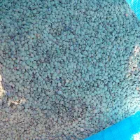 عدس تازه زودپزخوش طعم