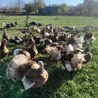 فروش  بوقلمون محلی  بربرون