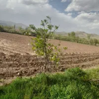 فروش زمین زراعی|فروش زمین و ملک کلنگی|فیرورق, |دیوار