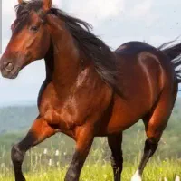 فروش مادیان کره سهیل  مریخ