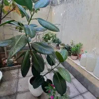 گل طبیعی فیکوس خیلی بزرگ بعلت کمبود جا ۱۲۰۰