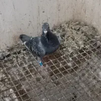 نر وماده پلاکی درجه یک|پرنده|سوسنگرد, |دیوار