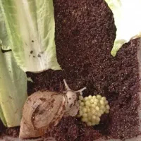 فروش حلزون آچاتینا