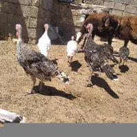 جوجه بوقلمون