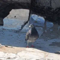 یک جفت کفترسبزومگس|پرنده|زاهدان, |دیوار