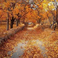 آقا هستم کارهای منزل تمام نظافت منزل