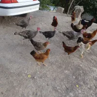 مرغ وخروس و بوقلمون|حیوانات مزرعه|گلی داغ, |دیوار