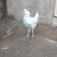 خروس گلین اصیل