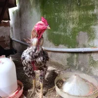 مرغ و خروس لاری