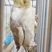 عروس هلندی|پرنده|تهران, ابوذر|دیوار