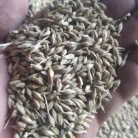 کنسانتره خوراک دام|لوازم جانبی حیوانات|رامند, |دیوار