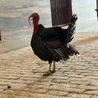 بوقلمون نر و ماده