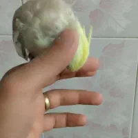 عروس هلندی دستی و سخنگو