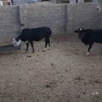 گاونوبر آبستن