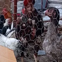 مرغ و خروس لاری