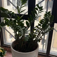 گیاه زاموفیلیا