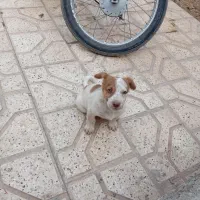 سگ پاکوتاه واگذار میشه