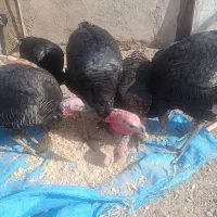 بقلمون به فروش میرسد|حیوانات مزرعه|نیمروز, |دیوار