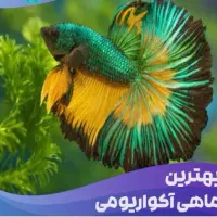 فروش ماهی های آکواریومی