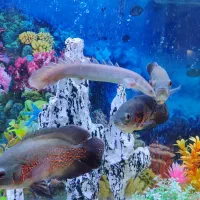 فروش ۵ عدد ماهی زینتی|ماهی|قوچان, |دیوار