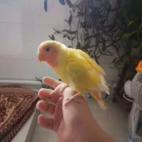 طوطی برزیلی اهلی