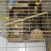 کوتوله برزیلی|پرنده|اصفهان, گلزار|دیوار