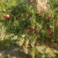 انار کهمره بسیار عالی|خوردنی و آشامیدنی|شیراز, جمال آباد|دیوار