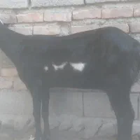 فروش و معاوضه بز پنجاپ