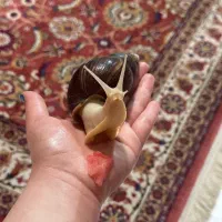 حلزون اچاتینا بالغ/جوان -کمبو، نگهداری آسان