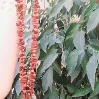 میخک جاودانه|بدلیجات|کرمانشاه, |دیوار