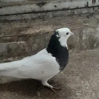 طوق سیاه|پرنده|شیراز, ارم|دیوار